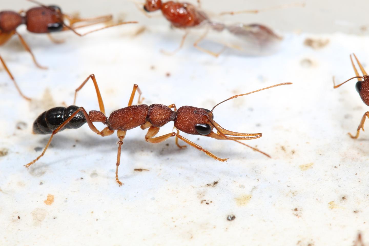 queen ants run on insulin