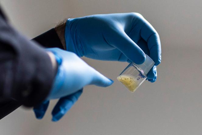 Jacob (Yaqub) Hanna, a professor of molecular genetics, works on embryo samples in his lab at the Weizmann Institute of Science, August 4, 2022.