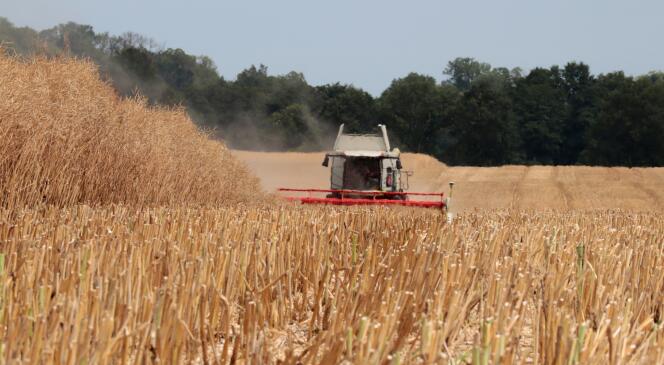 Rapeseed harvest, near Fehrbellin, Germany, July 18, 2022.