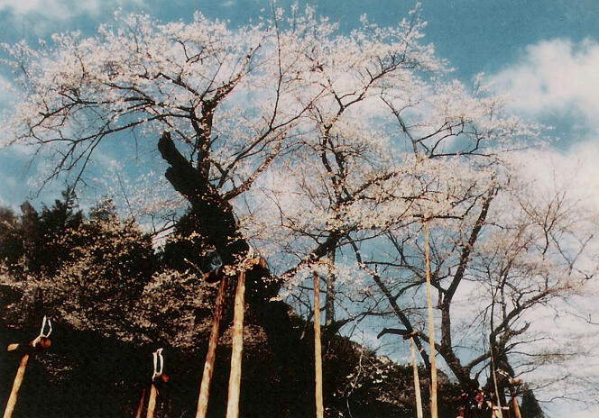 « Le Cerisier aux fleurs grises », 1977.
