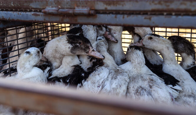 Ducks awaiting slaughter, in a farm in Doazit (Landes), January 26, 2022.