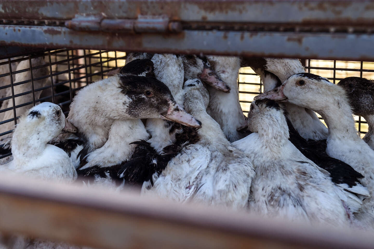 Grippe aviaire : l’inquiétante réapparition de foyers dans les élevages
