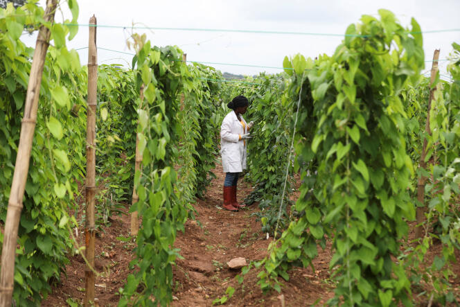 Une doctorante en agriculture tropicale fait des relevés dans une plantation d’igname sauvage à Ibadan, au Nigeria, le 2 août 2022.