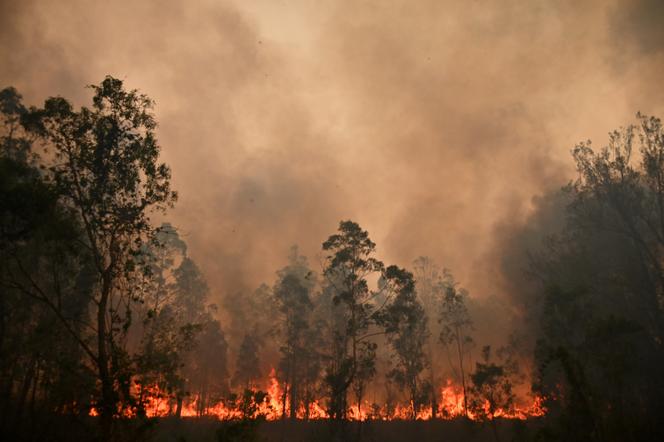 Selama kebakaran yang berkobar pada 9 November 2019 di Bobin, 350 kilometer sebelah utara Sydney, Australia.