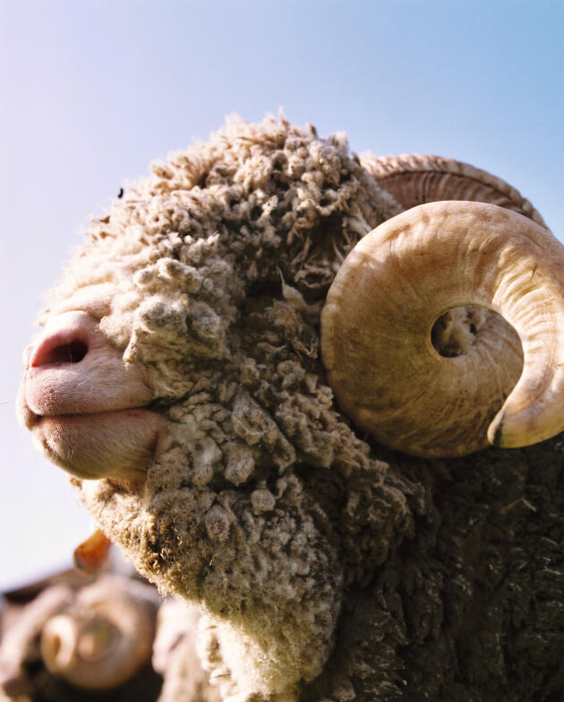 With merino wool, the question of animal welfare is back in fashion