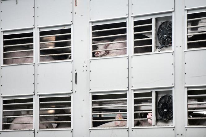 A pig transport truck near Rheda-Wiedenbrück, Germany, on July 16, 2020.