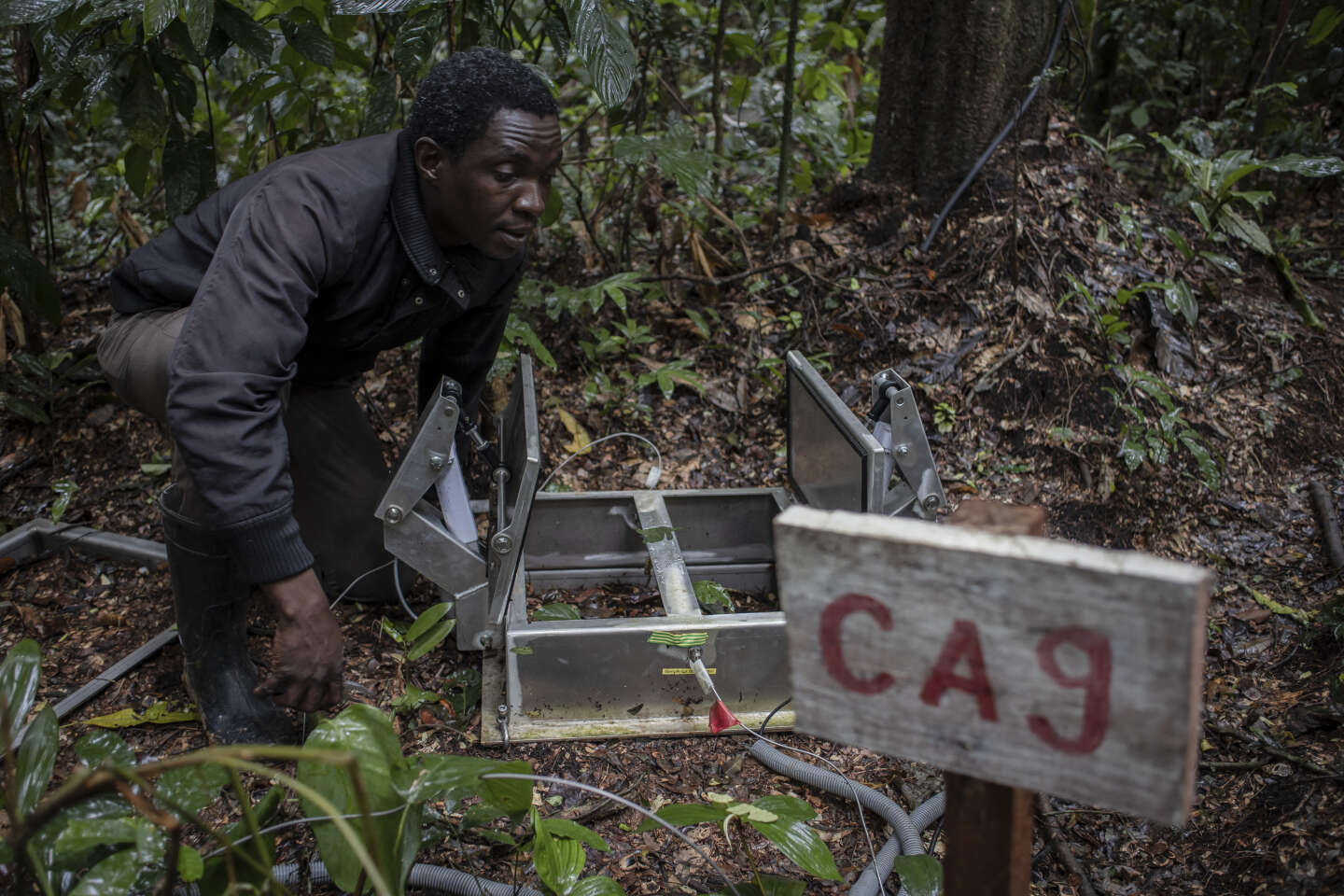En RDC, scientifiques et paysans au chevet du bassin du Congo, deuxième « poumon vert » de la planète