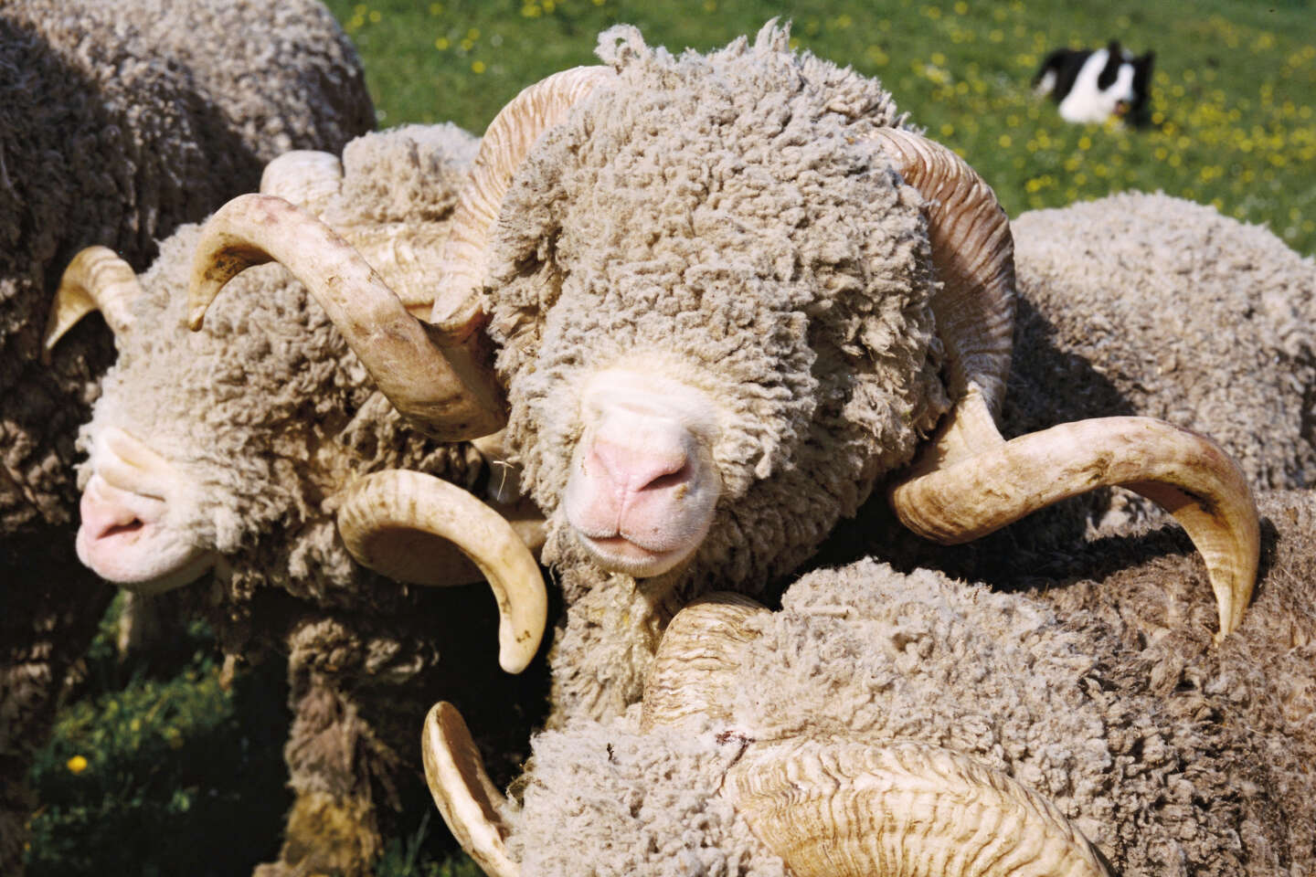 After fur and exotic skins, wool! Merino sheep welfare finally in fashion -   - Time News