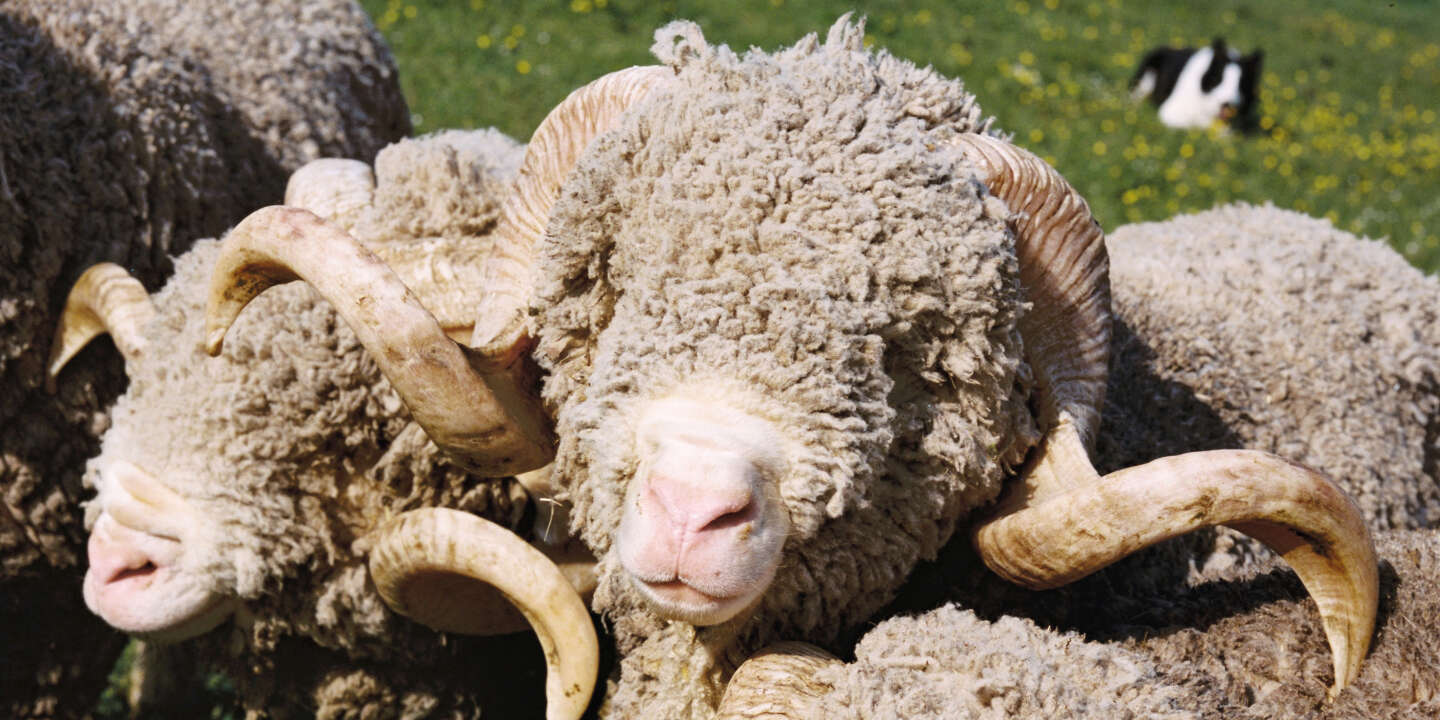 Action - Les vêtements en laine redeviennent comme neufs