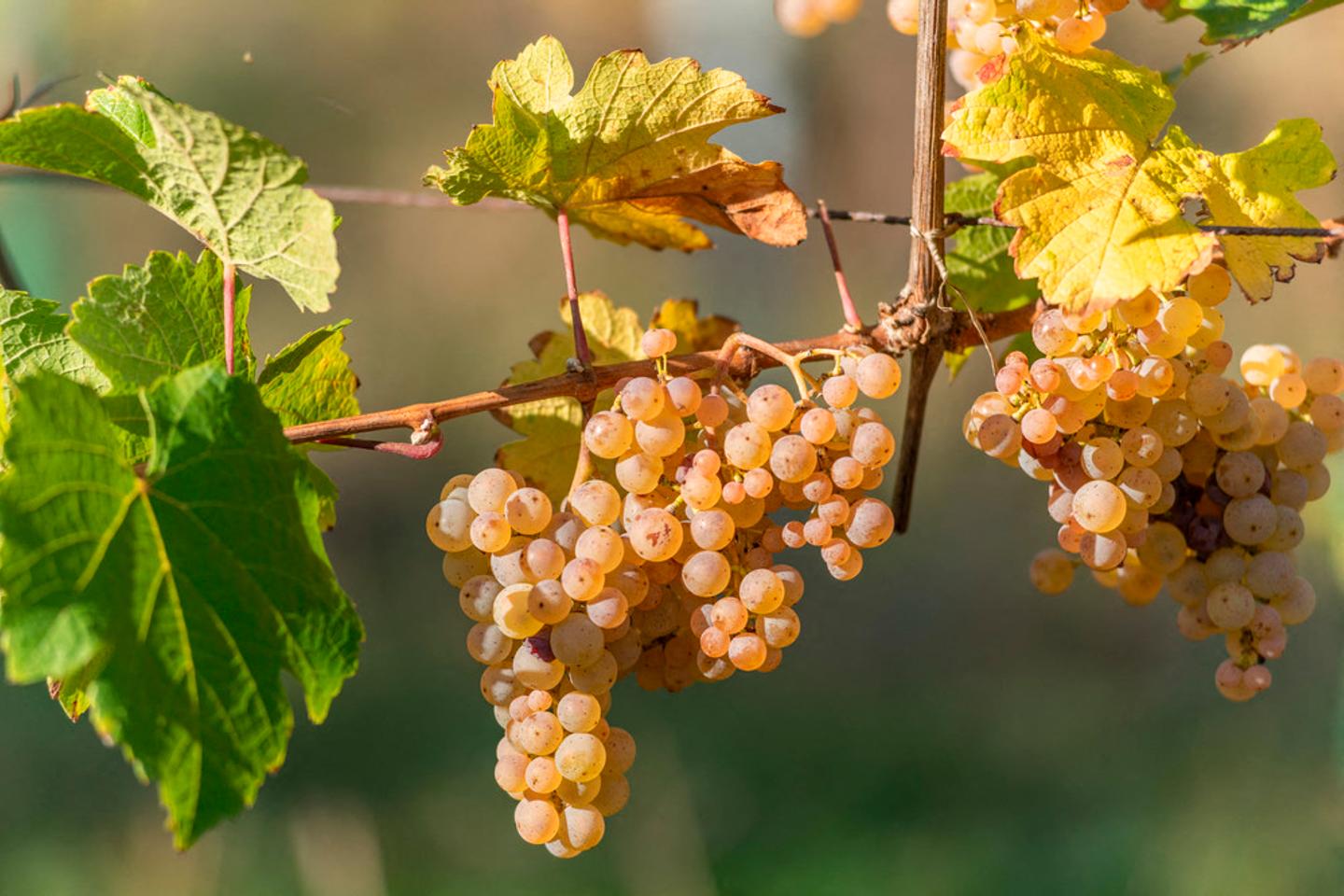 En Alsace, la récolte du crémant commencera mardi, marquant un record de précocité