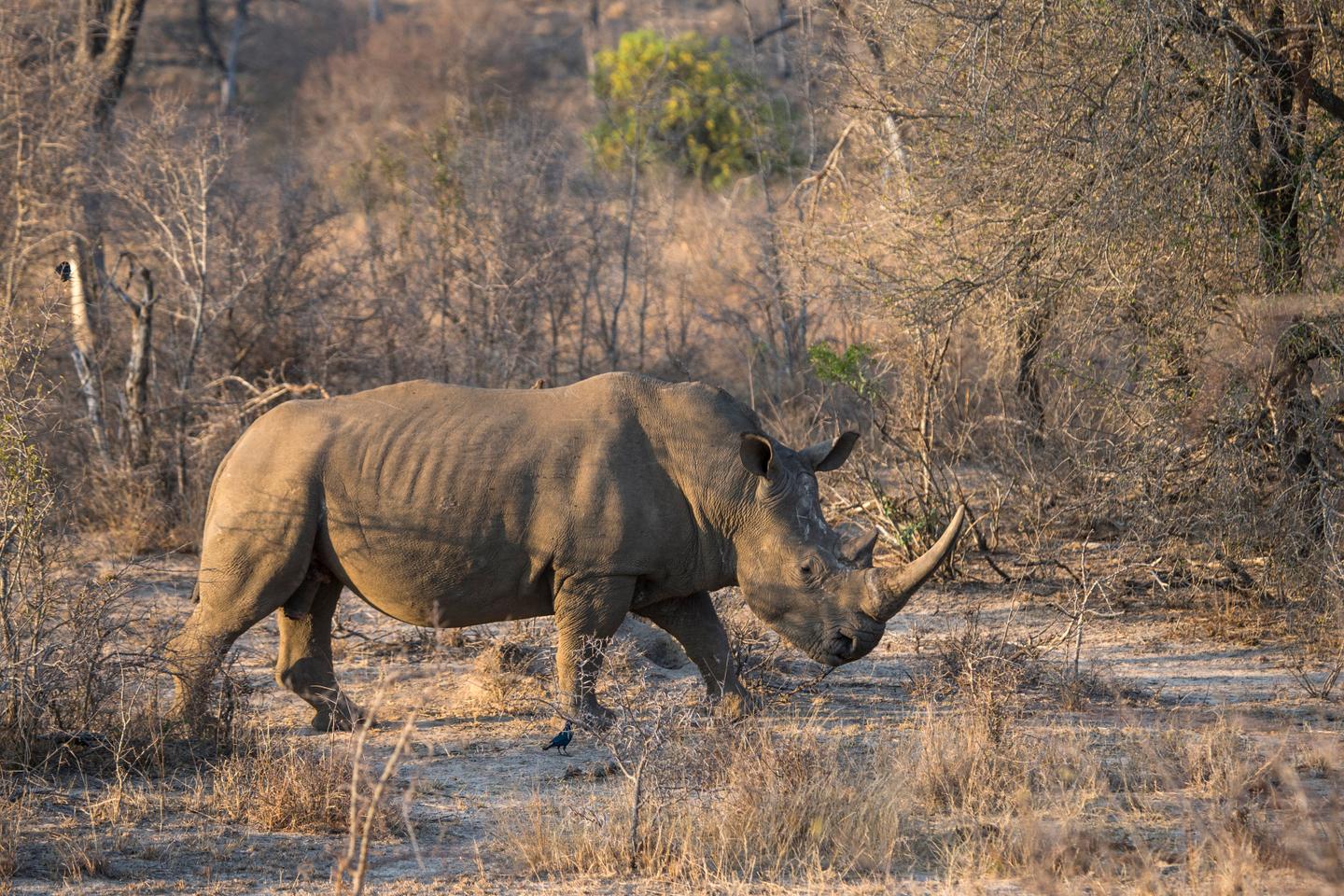 First white rhino IVF pregnancy could save species from extinction