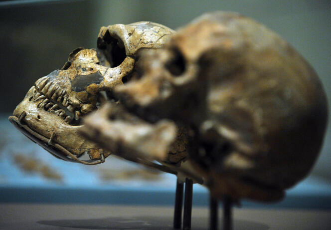 Crânes d’« Homo sapiens » et d’« Homo neanderthalensis », exposés au Smithsonian National Museum of Natural History à Washington, DC (Etats-Unis).