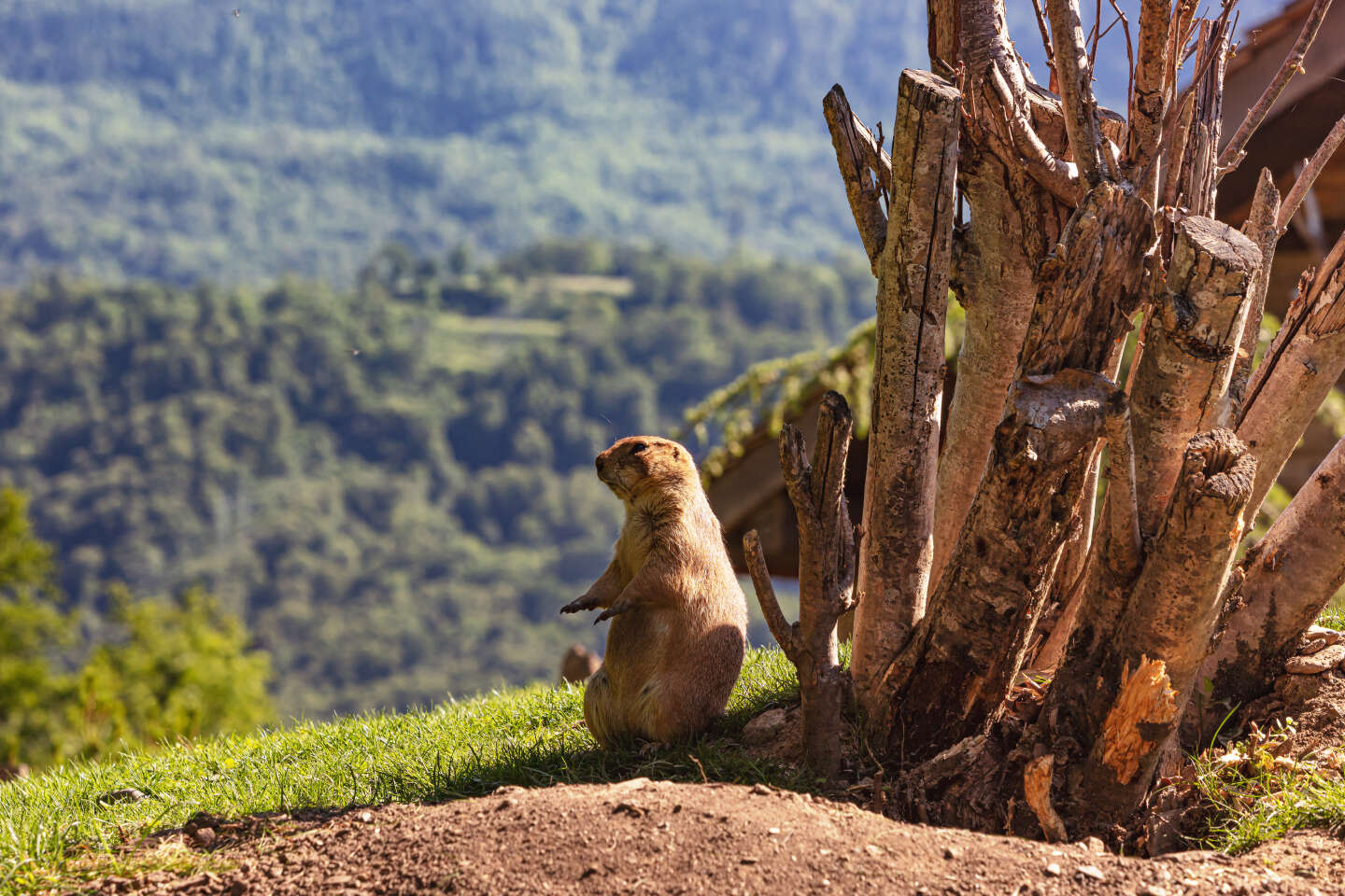 « Exigeons l’interdiction de la chasse à la marmotte en France ! »
