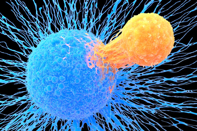Artist's impression of a T lymphocyte (in orange) attacking a cancerous cell (in blue).