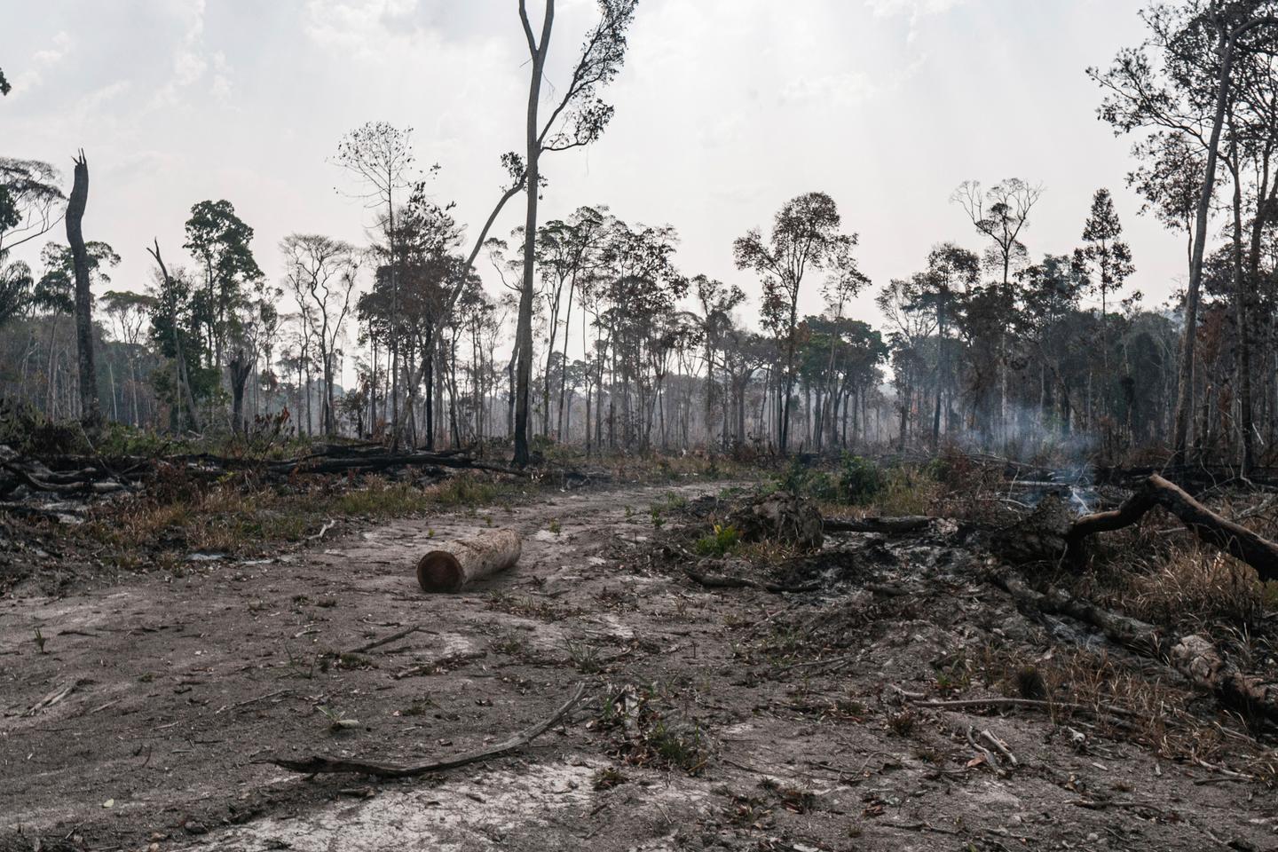 Imported deforestation, use of wood advances in European Parliament