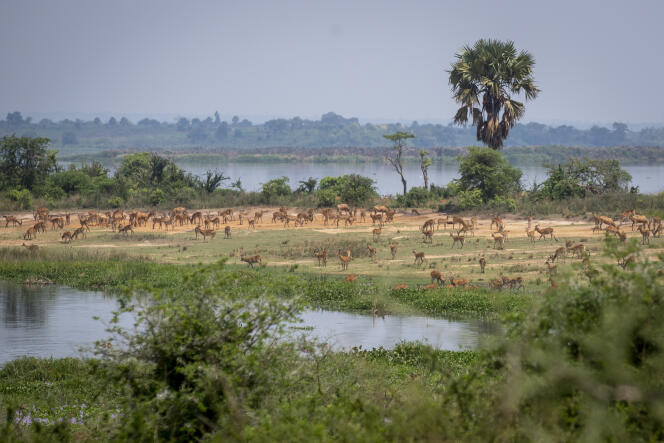 A herd of antelopes in Murchison Falls National Park, Uganda, February 2020. TotalEnergies plans to drill four hundred wells there to produce oil.