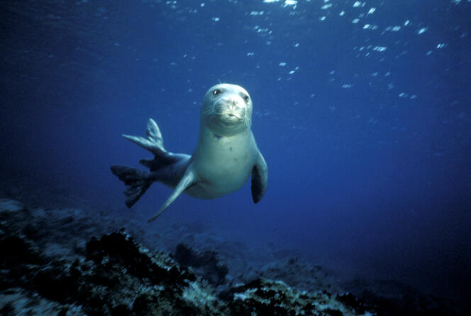 Mediterranean monk seal, in 2004.