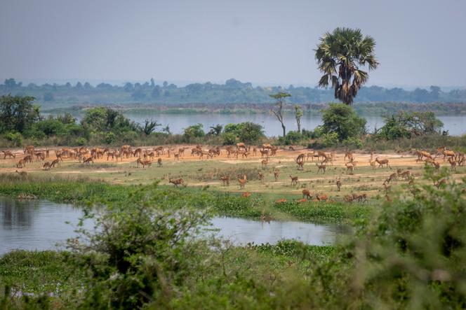 Un troupeau d’antilopes dans le parc national de Murchison Falls, en Ouganda, en février 2020. TotalEnergies prévoit d’y forer quatre cents puits pour exploiter du pétrole.