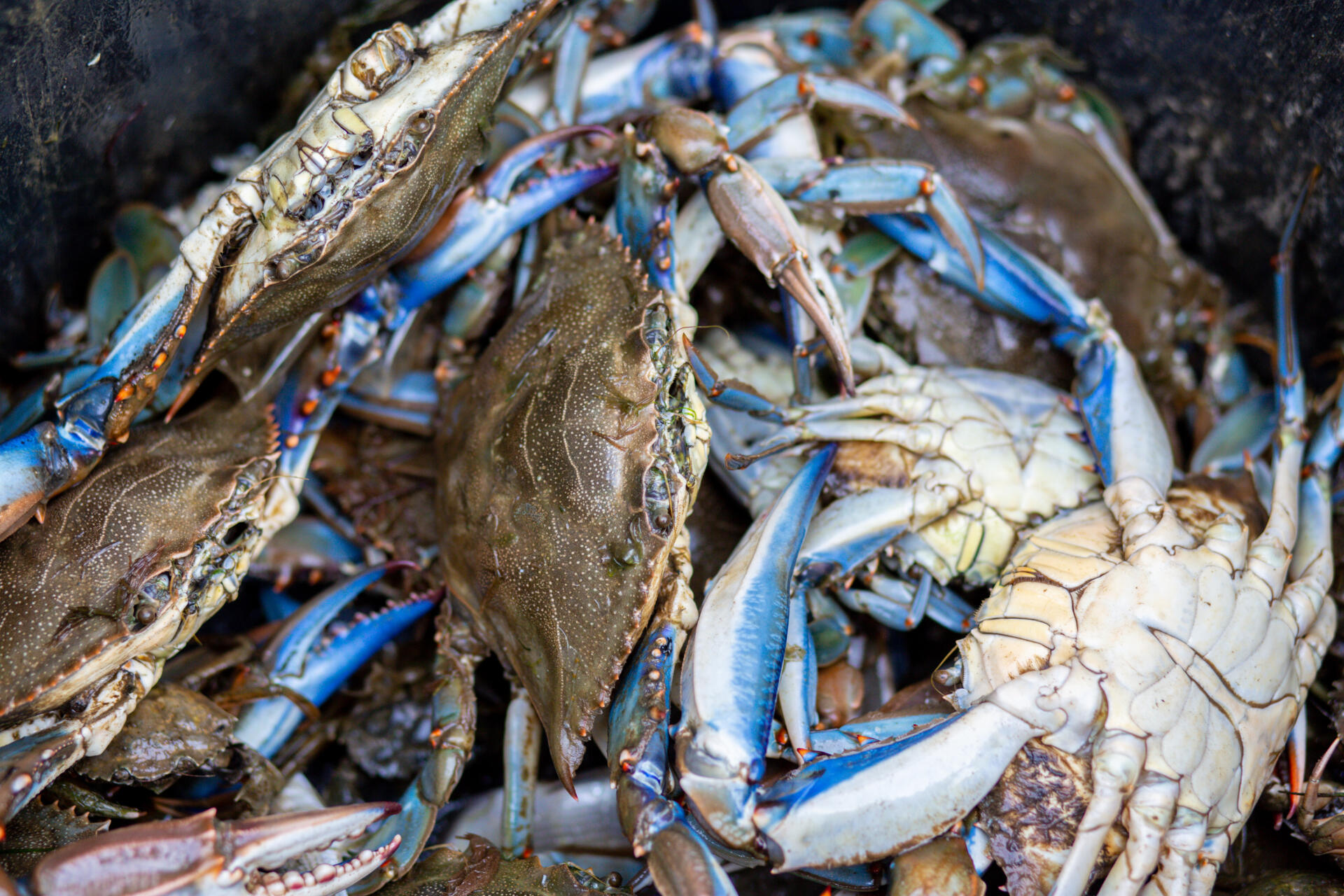 Crabes bleus ramassés par Jean-Claude Pons. Canet-en-Roussillon, Pyrénées-Orientales, le 8 septembre 2022.
