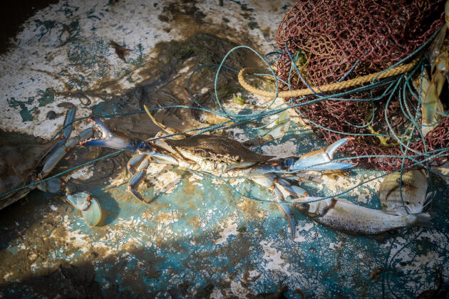 Crabes bleus ramassés par Jean-Claude Pons. Canet-en-Roussillon, Pyrénées-Orientales, le 8 septembre 2022.
