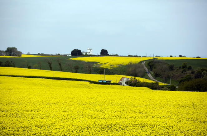 Des champs de colza à Longues-sur-Mer (Calvados), en mai 2019. 