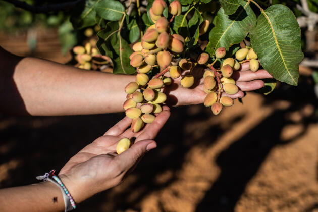 The first pistachio harvests can only take place after 6 to 8 years.