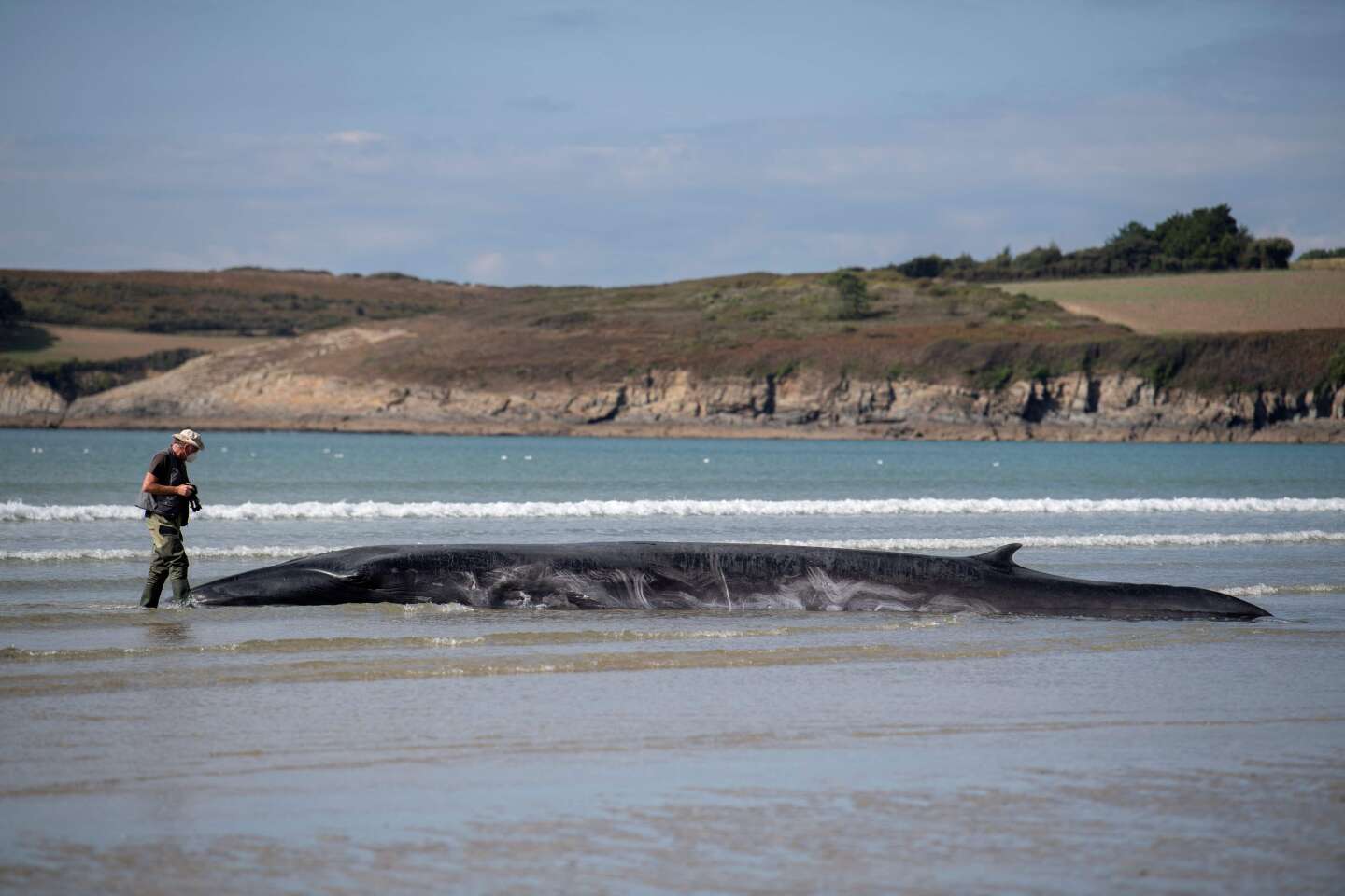 La baleine échouée sur une plage du Finistère a regagné la mer