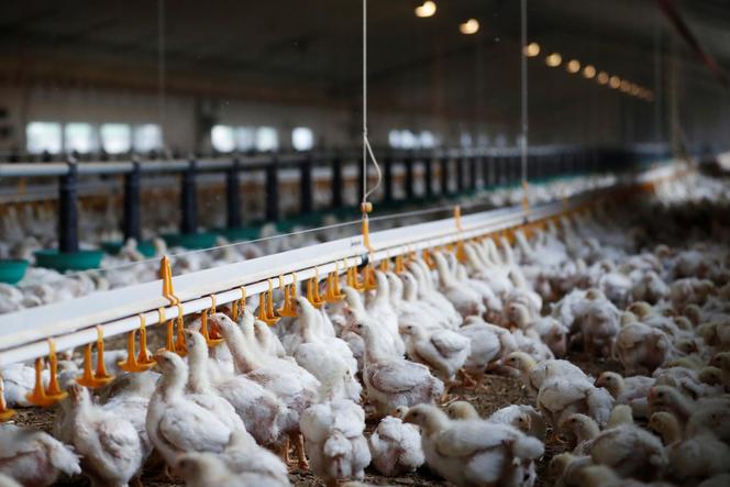 A poultry farm, in Cherancé (Sarthe), November 13, 2019. 