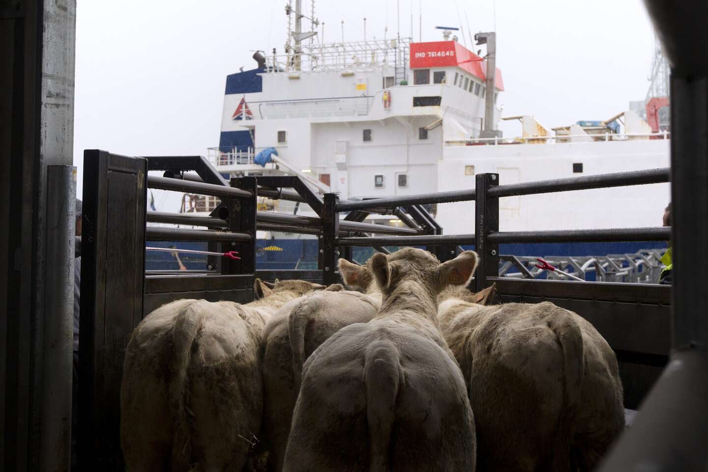 Des taurillons exportés de France, refusés de débarquer en Algérie, devront être euthanasiés