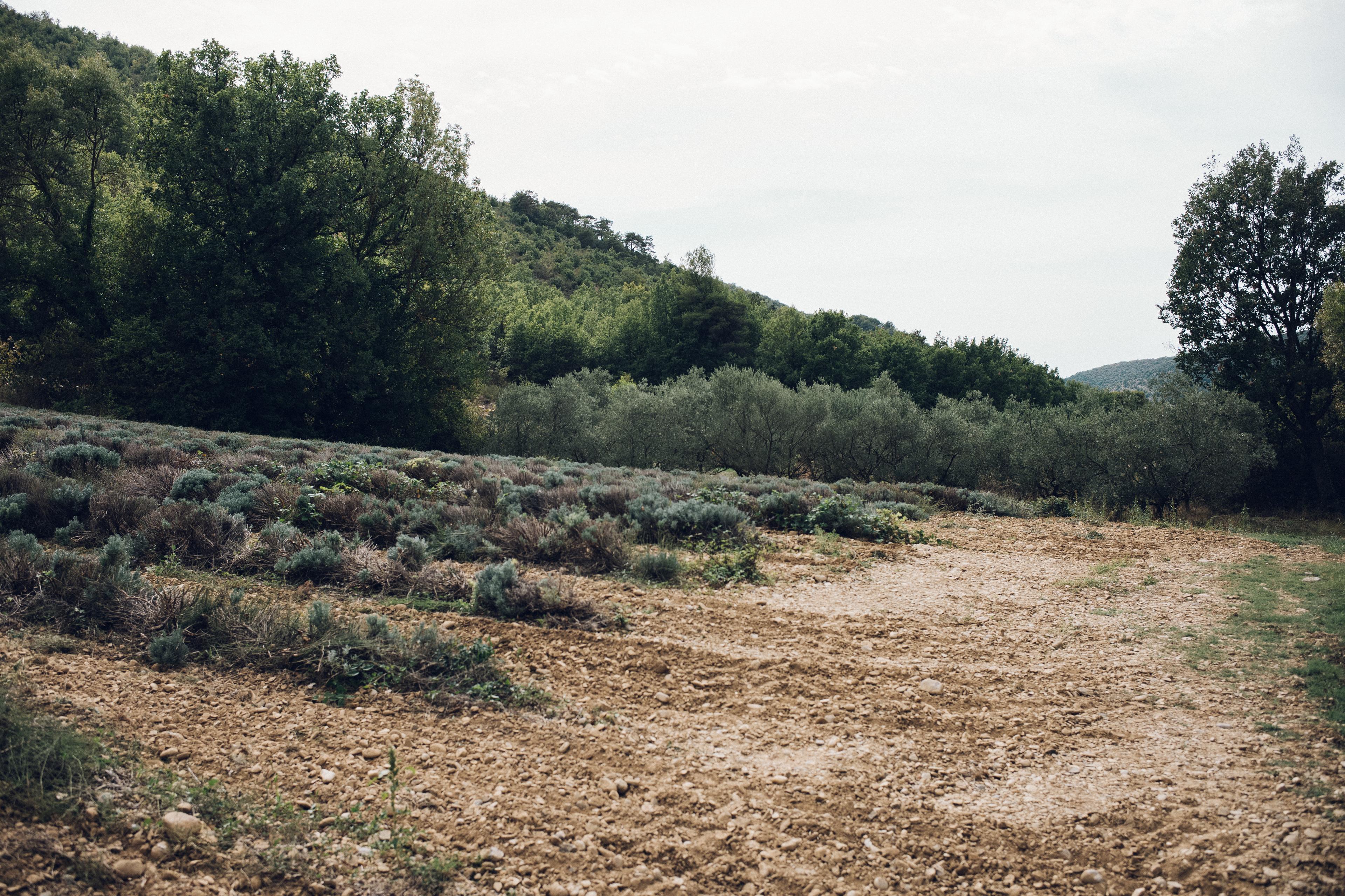 Un champ de lavande, à l’entrée du village du Castellet (Alpes-de-Haute-Provence), le 13 septembre 2022.