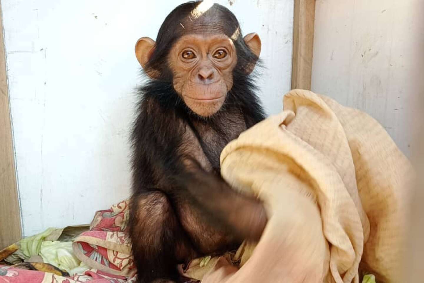 En RDC, « c’est la première fois qu’on enlève des chimpanzés contre rançon »