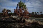 Trees burned during the July fires in the Teste-de-Buch (Gironde) forest, September 27, 2022.