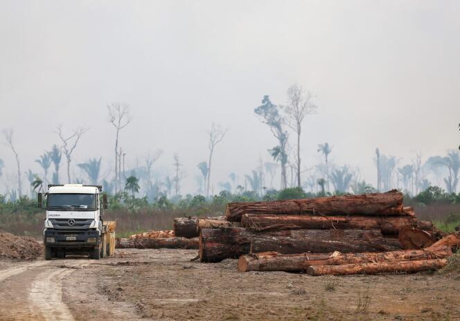 Un camion passe devant un tas de grumes abattues illégalement dans la forêt de Humaita, dans le sud de l’Etat d’Amazonas, au Brésil, le 17 septembre 2022.