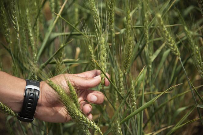 Un champ expérimental de blé génétiquement modifié, en octobre 2020, en Argentine, où la culture et la consommation de blé HB4, génétiquement modifié pour résister à la sécheresse, a été approuvée.