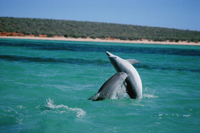Two bottlenose dolphins (“Tursiops truncatus”), in Shark Bay (Australia), in March 2013.