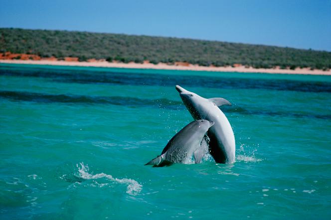 Deux grands dauphins (« Tursiops truncatus »), à Shark Bay (Australie), en mars 2013.