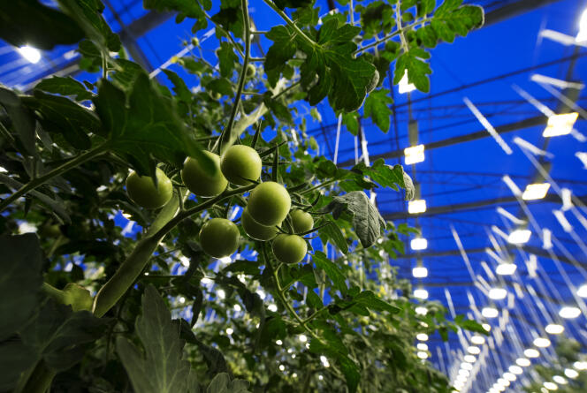 Tomatoes growing in a greenhouse at the Nybyn village, north of Lulea (Sweden), on November 18, 2012.