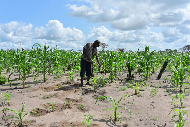 Un cultivateur de maïs à Kwasasi, au Kenya, en juin 2019.