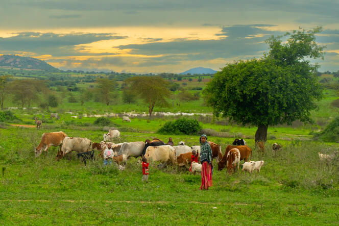 Des enfants gardent un troupeau dans le district de Chemba, en Tanzanie, où passera l’oléoduc Eacop, long de 1 445 km.