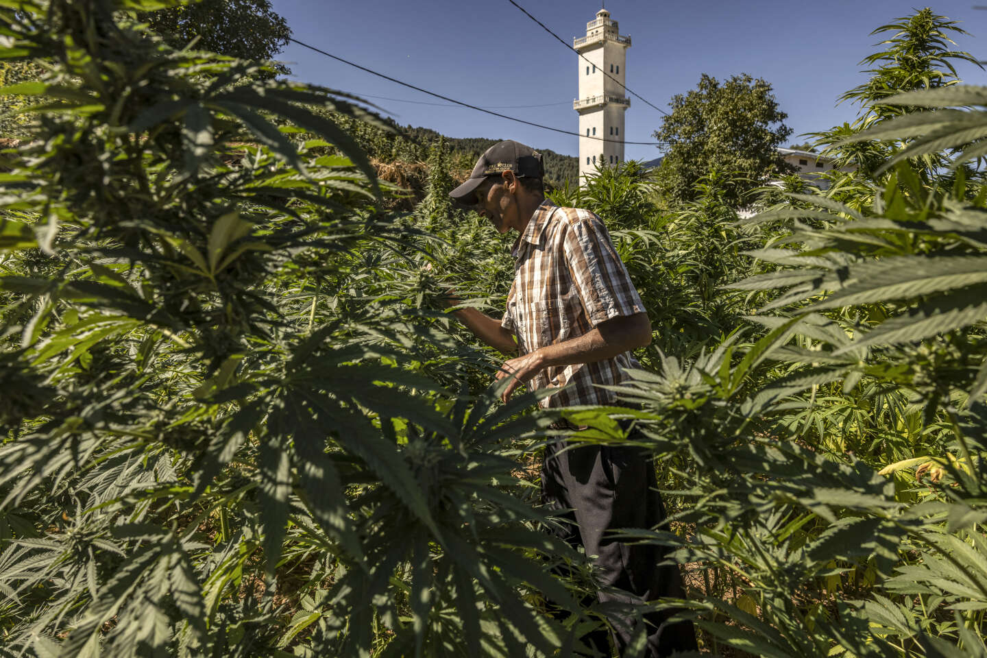 Au Maroc, les cultivateurs de chanvre placent leurs espoirs dans le cannabis thérapeutique