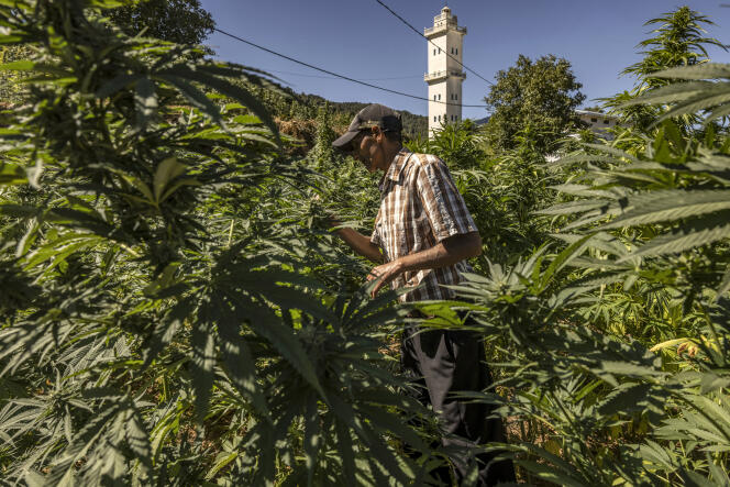 Un cultivateur de cannabis dans son champ à Azila, au Maroc, le 16 septembre 2022.