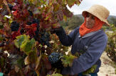 En Tunisie, la consommation de vin se féminise