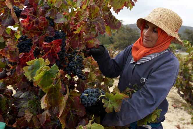 Une femme récolte du raisin dans le vignoble Neferis de la région viticole de Grombalia, à quelque 40 kilomètres au sud-est de la capitale Tunis, en septembre 2016.