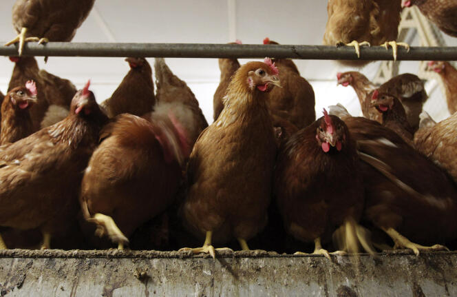 Intensive chicken farming in Fleurus, Belgium, on January 6, 2012.