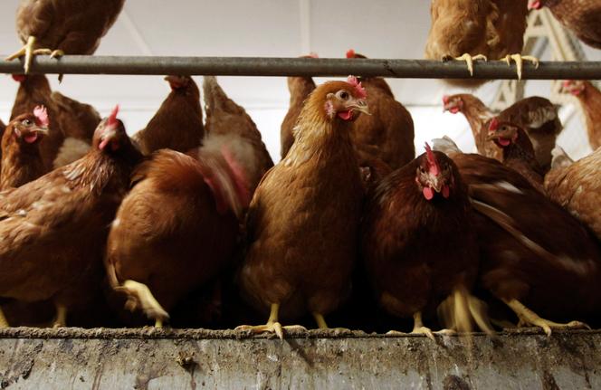 Elevage intensif de poulets à Fleurus, en Belgique, le 6 janvier 2012.