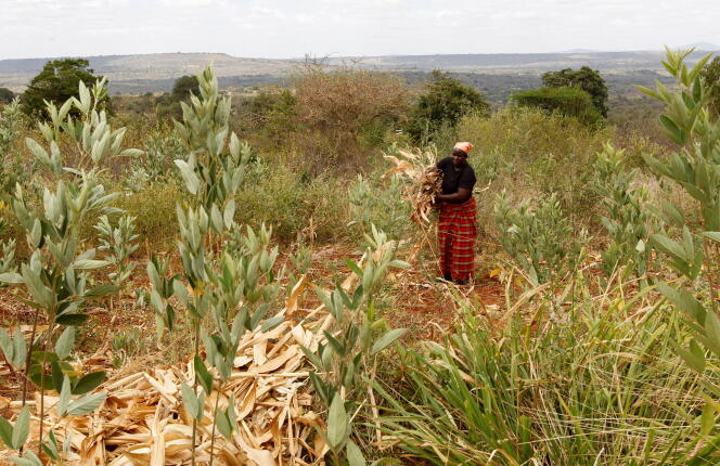 Une cultivatrice de maïs du comté de Kitui, au Kenya, en mars 2021.