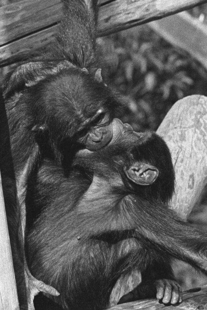 Deux jeunes bonobos, mâle (à gauche) et femelle, s’embrassant.