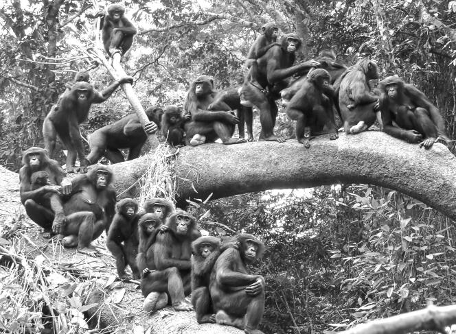 Rassemblement de femelles bonobos sauvages et de leurs petits de trois communautés distinctes, sur le terrain de recherche de Wamba (République démocratique du Congo).