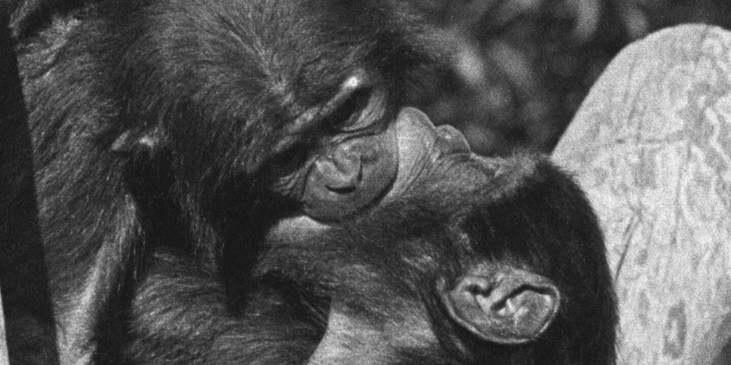 Frans de Waal, un primatologue face au genre