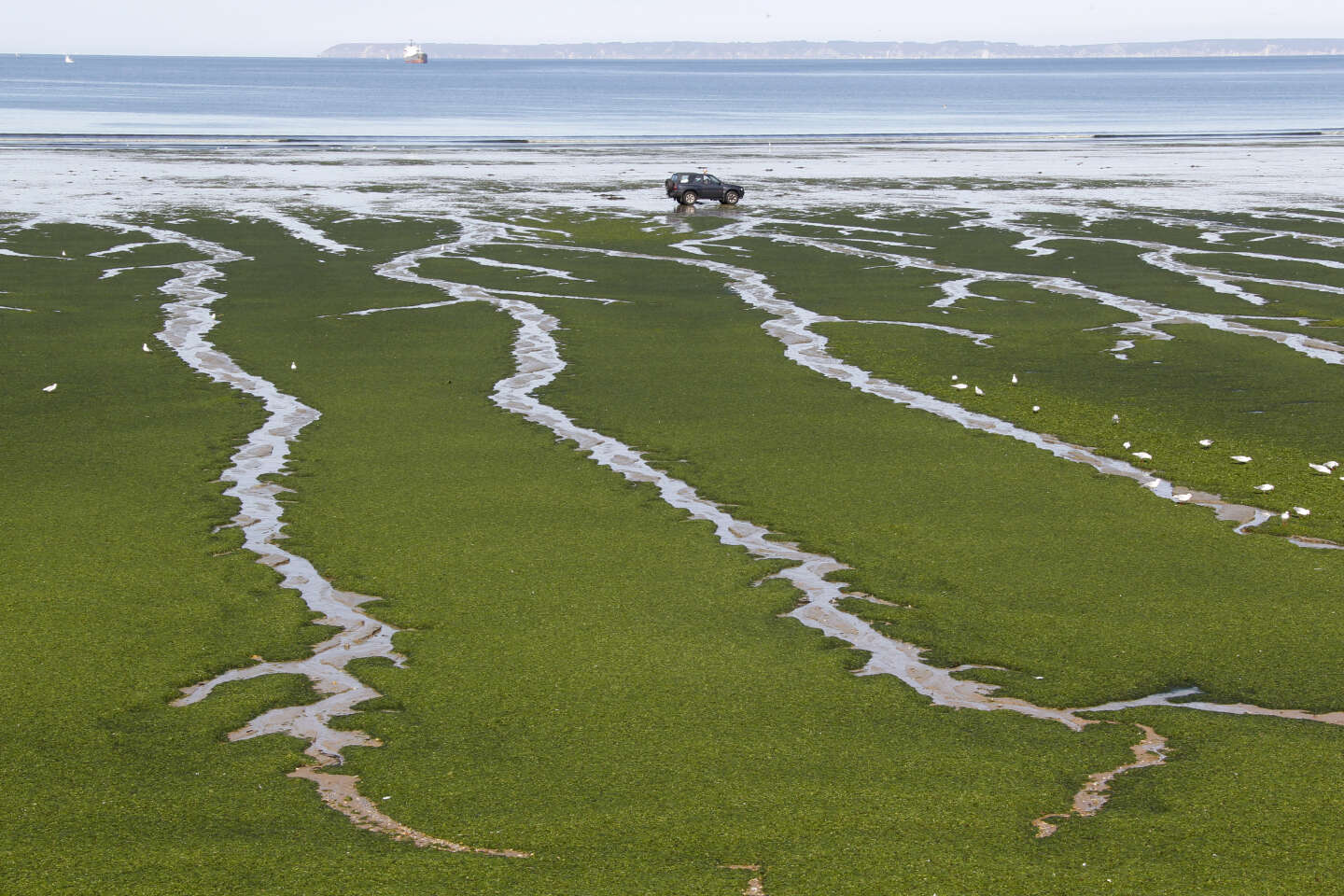 En Bretagne, le nouveau plan de lutte contre les algues vertes contesté avant même d’être dévoilé